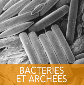 bactéries et archées