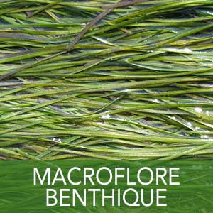 macroflore benthique