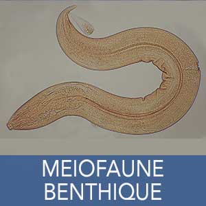 meïofaune benthique
