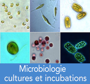 microbiologie