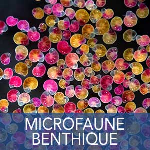 microfaune benthique