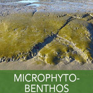 micophytobenthos