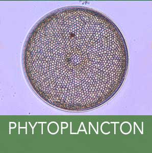 phytoplancton