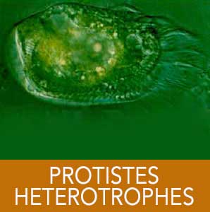protistes hétérotrophes