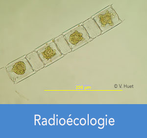 radioécologie