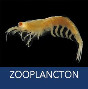 zooplancton